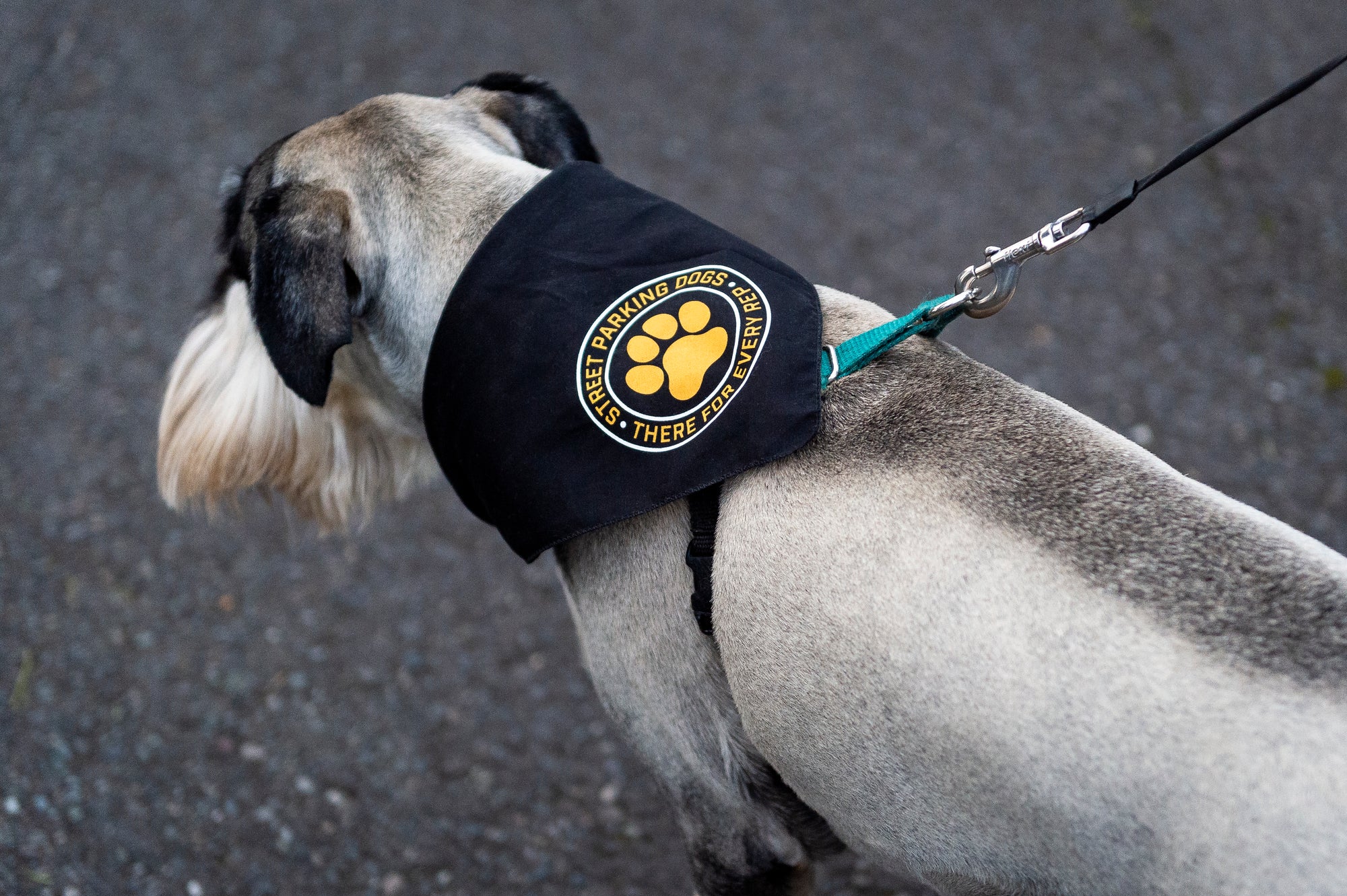 Street Parking Dog Bandana - Street Parking